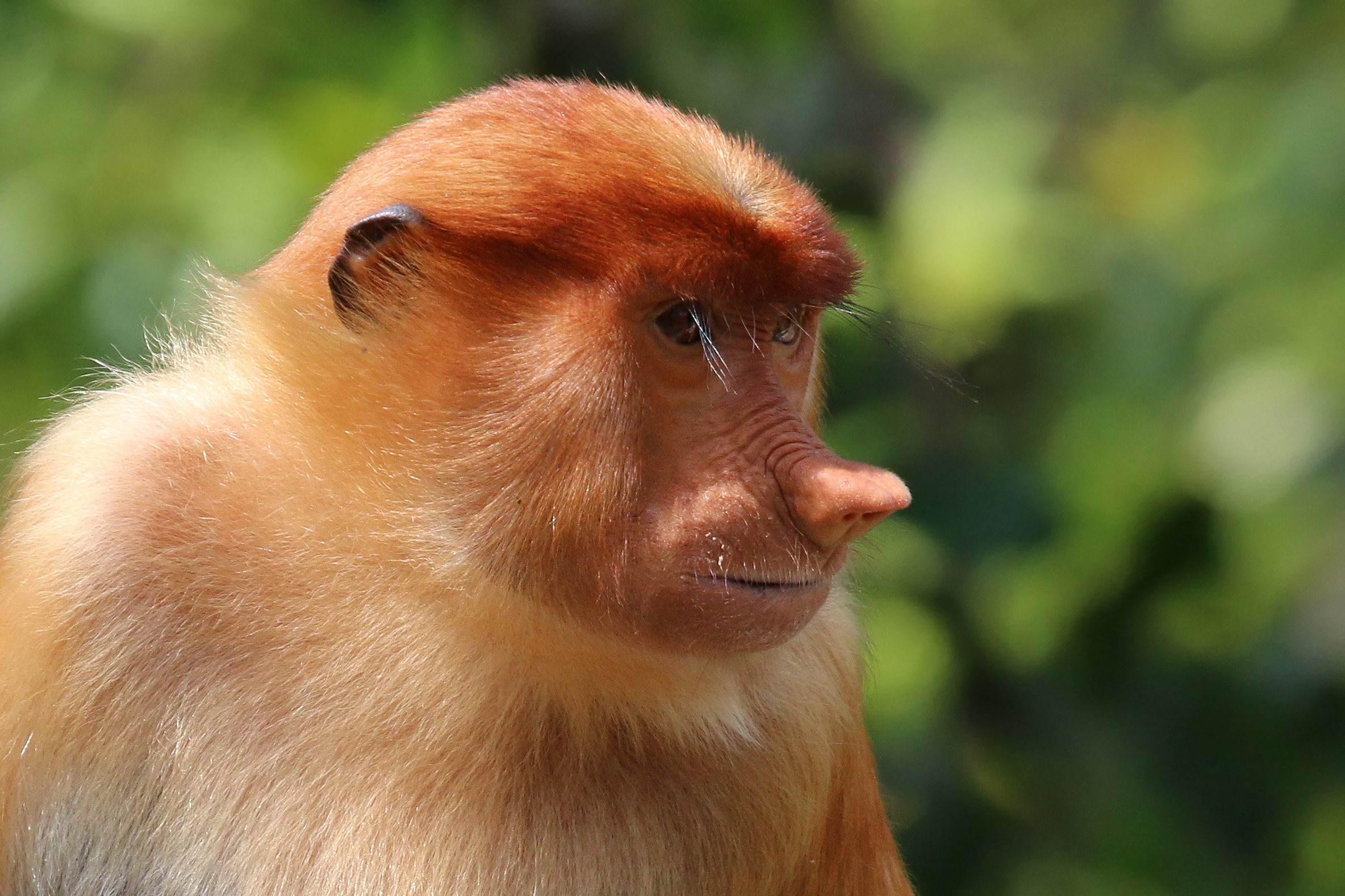 Kalimantan scimmia nasica